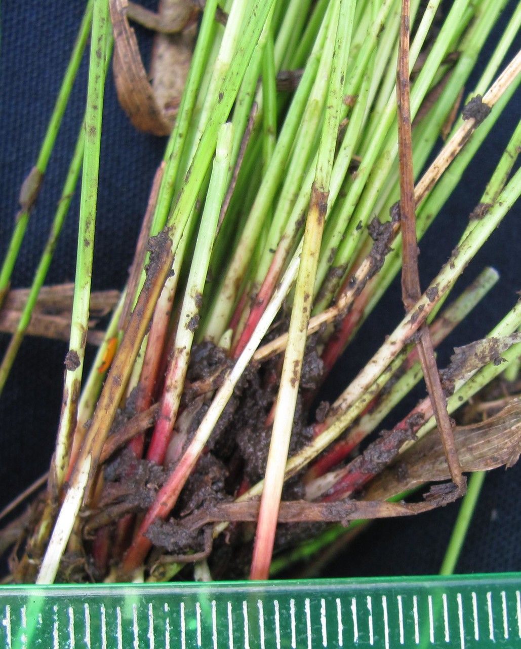 Eleocharis sellowiana fruit