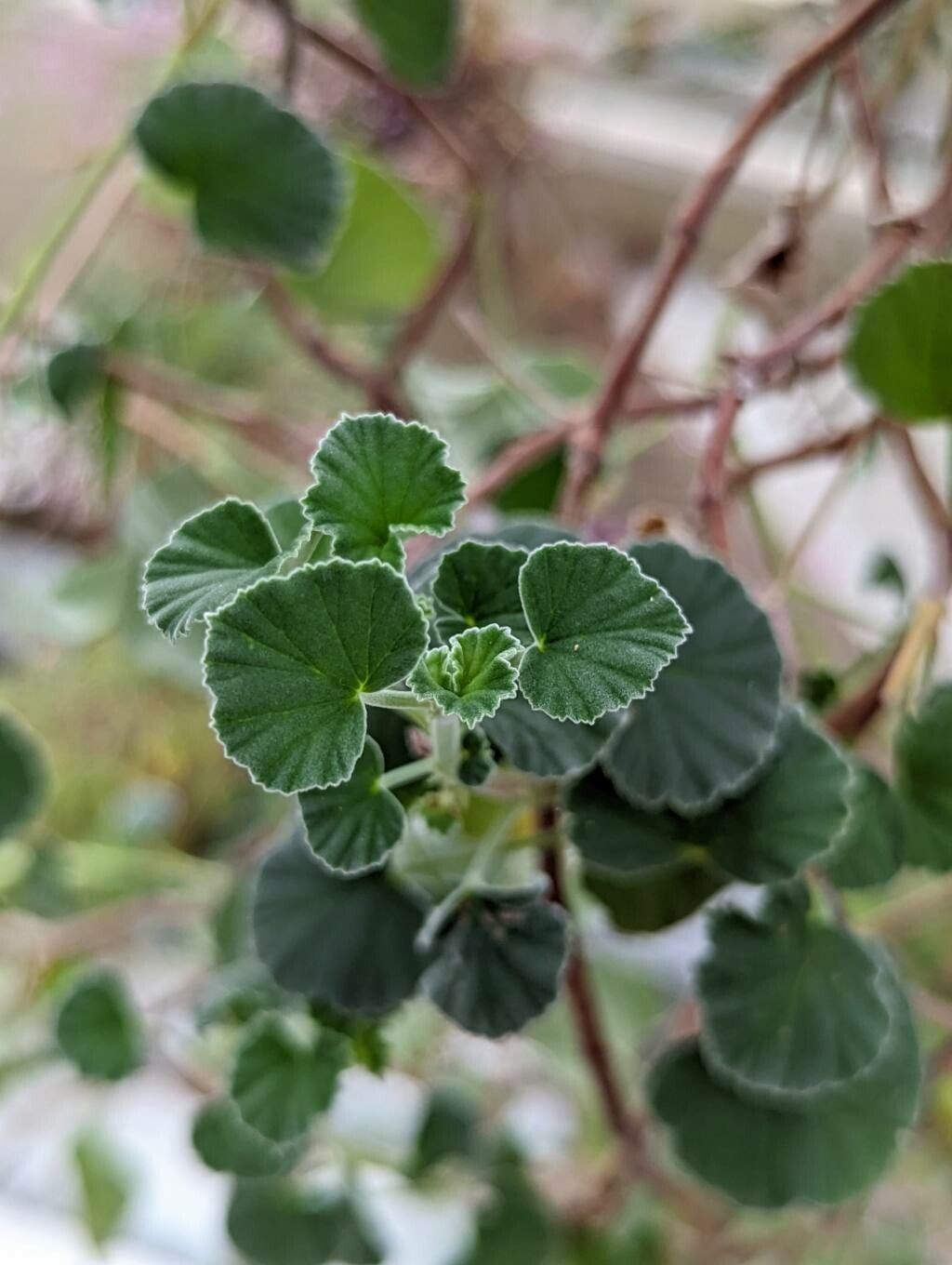 Pelargonium reniforme — houseplant care guide