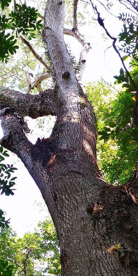 Strophanthus hispidus bark