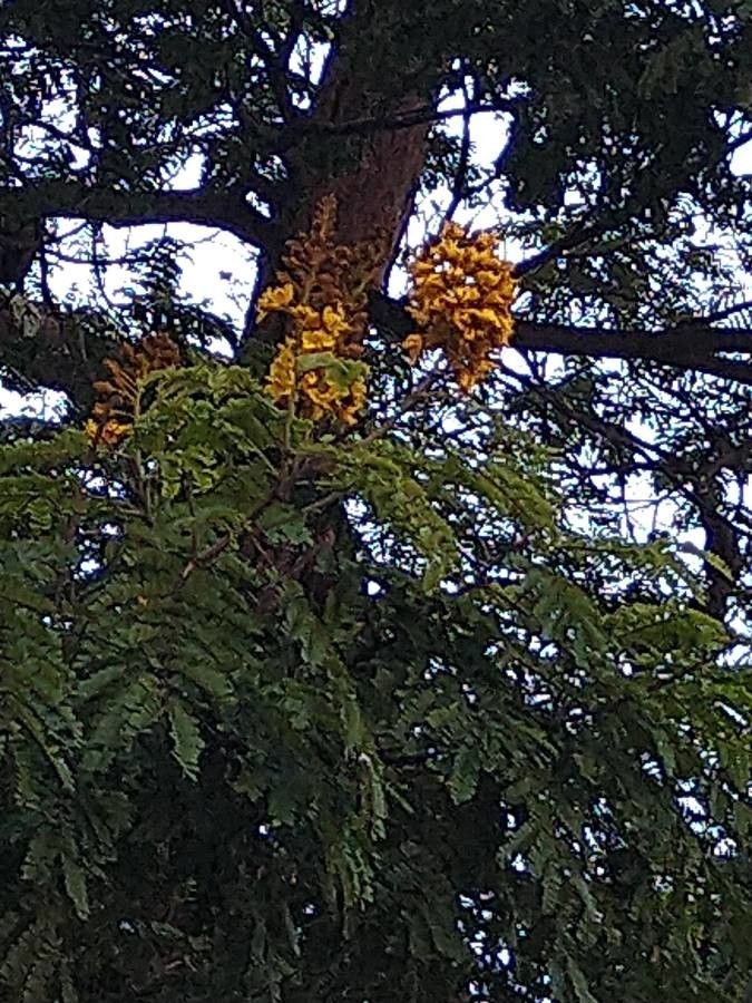 Caesalpinia pluviosa flower