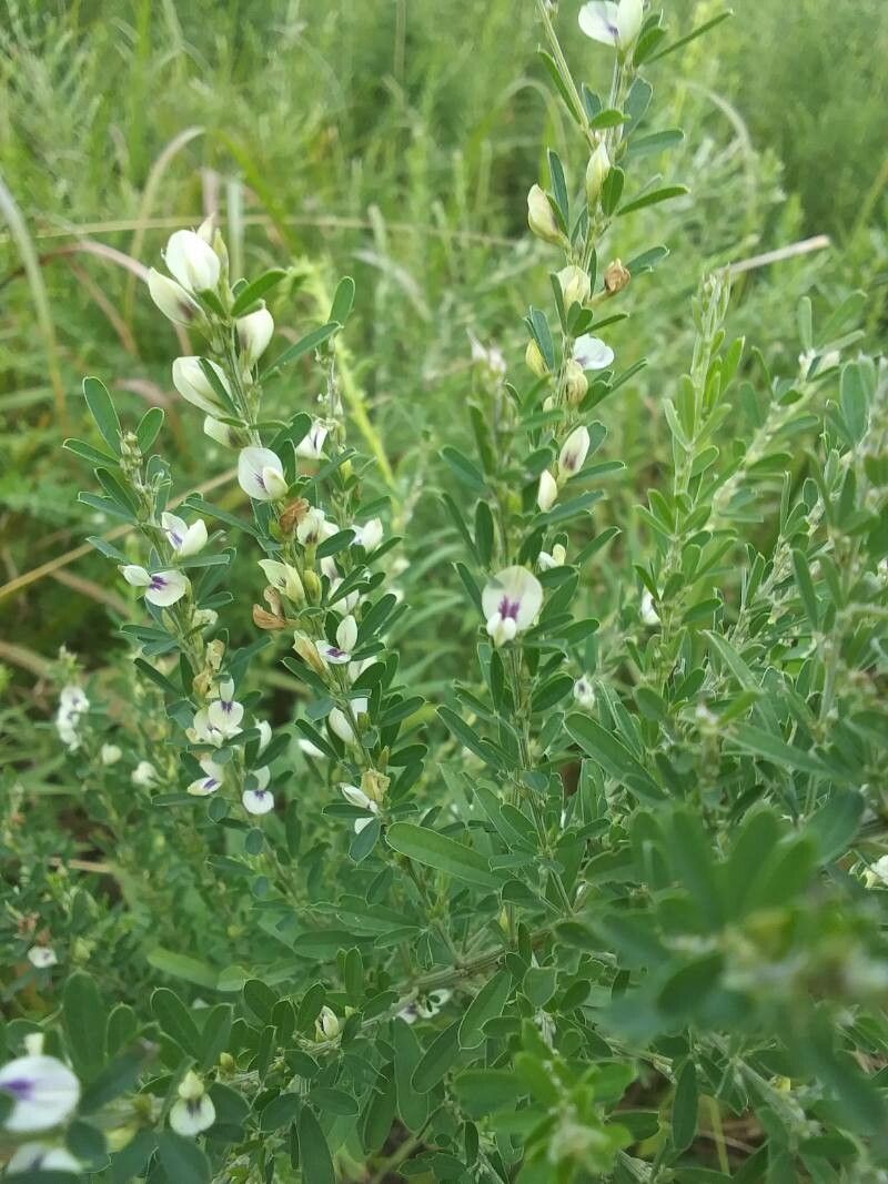 Lespedeza cuneata flower