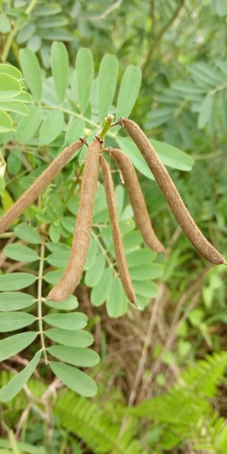 Tephrosia noctiflora fruit