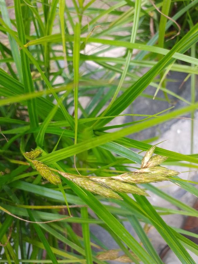 Carex muskingumensis flower