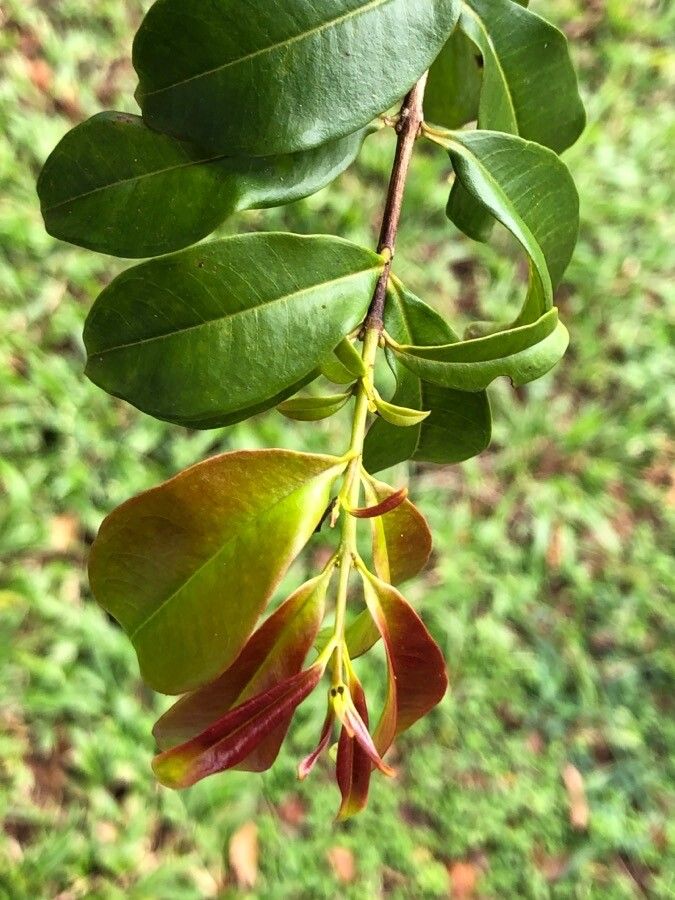 Lafoensia glyptocarpa leaf