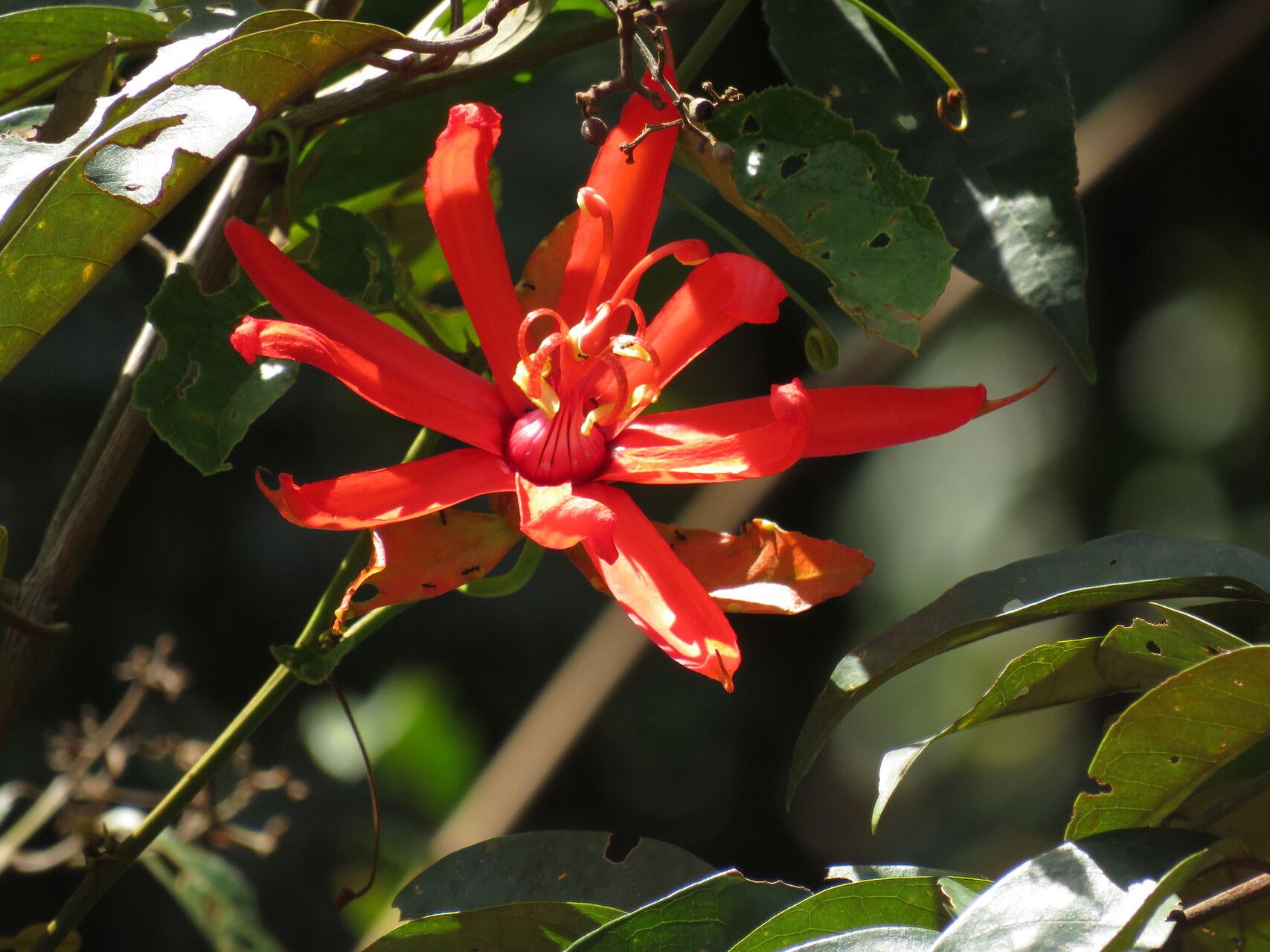 Passiflora quadrifaria — houseplant care guide