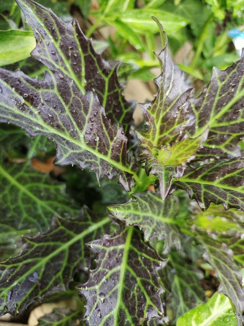 Gynura pseudochina — houseplant care guide