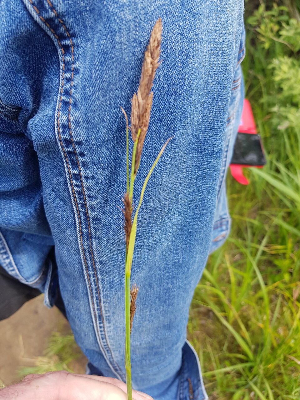 Blysmus compressus flower