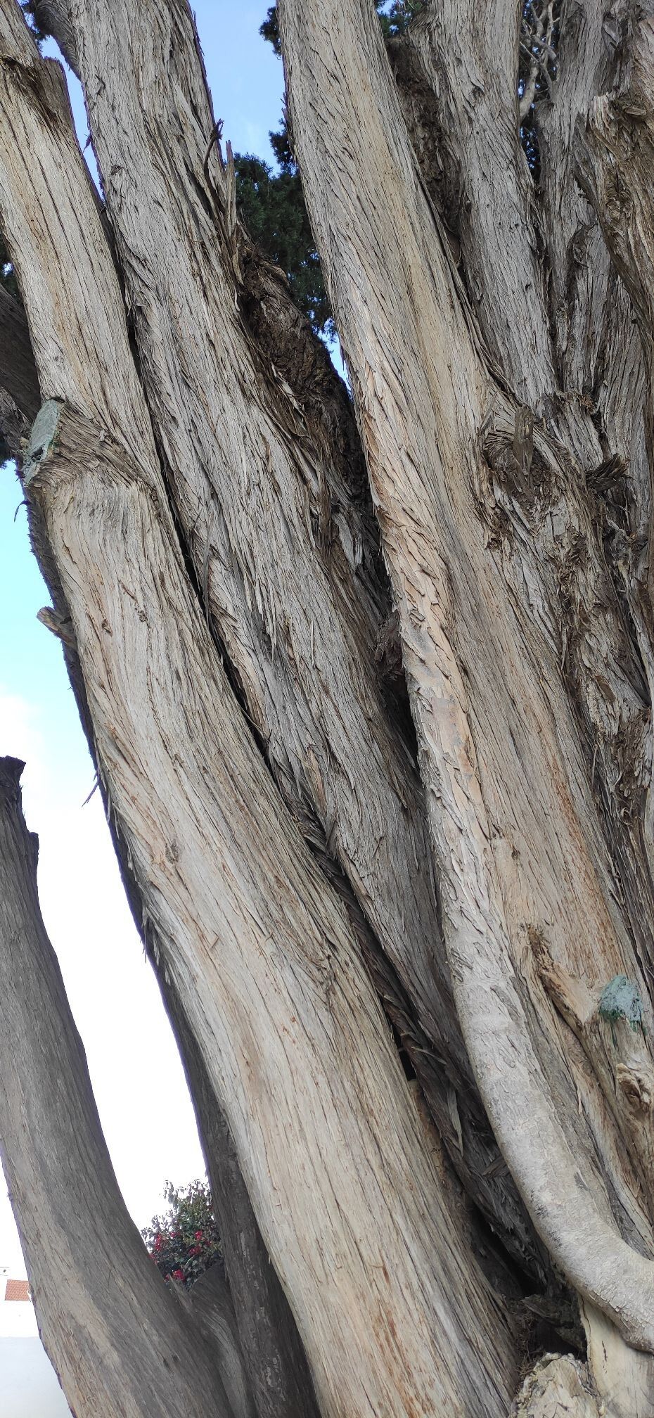 Hesperocyparis benthamii bark