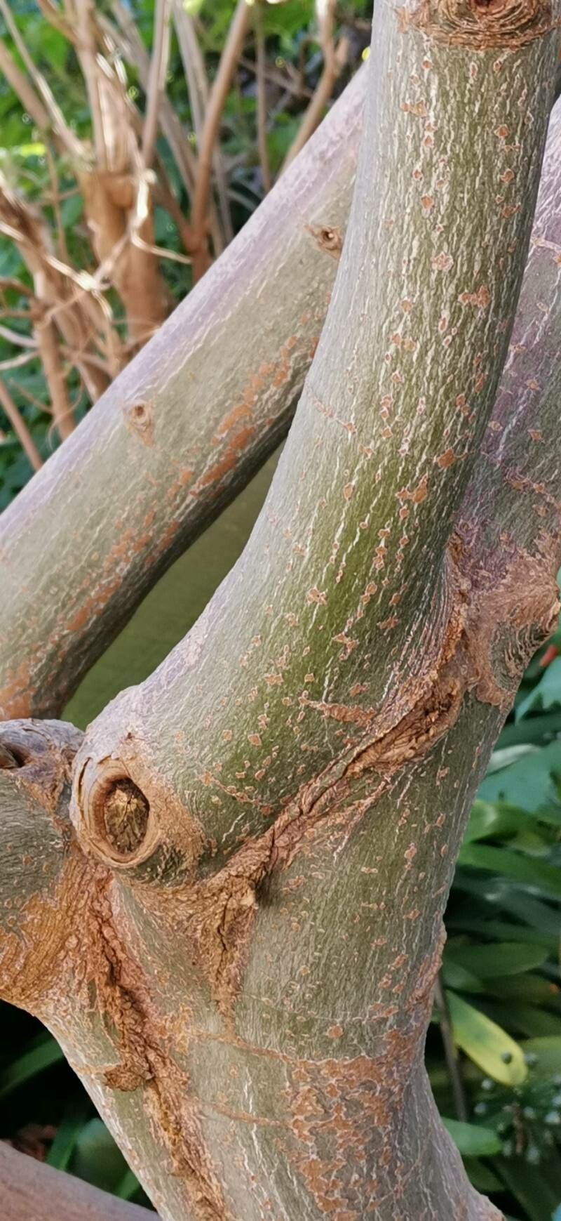 Acer serrulatum bark