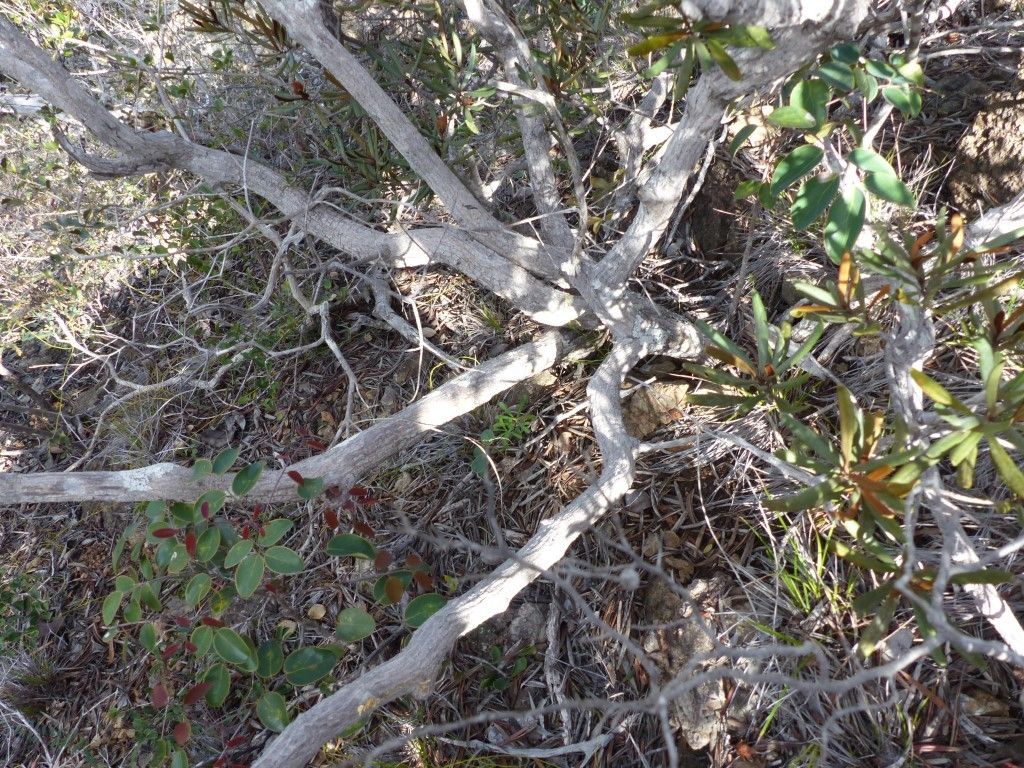 Planchonella pinifolia bark