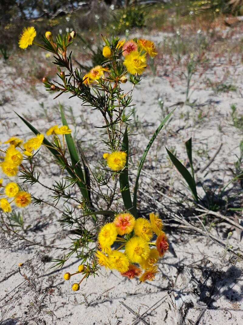 Verticordia chrysantha flower