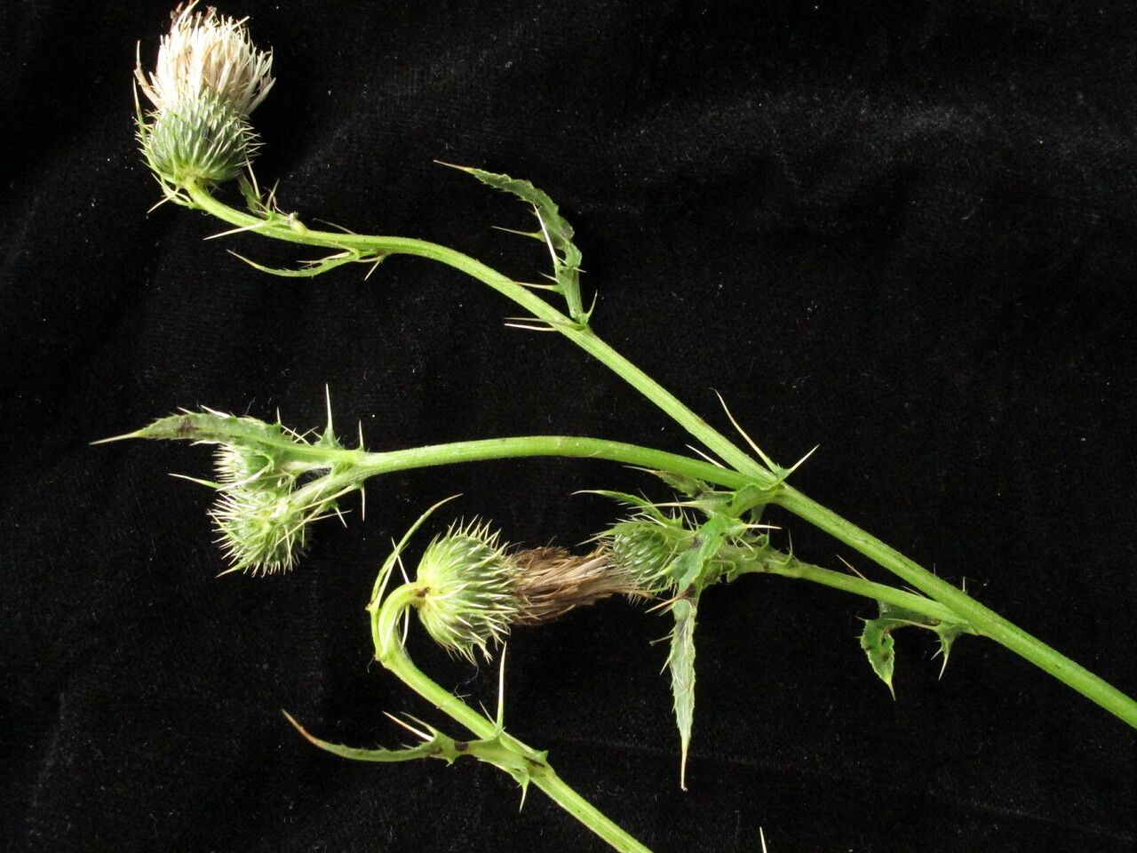 Cirsium wallichii habit
