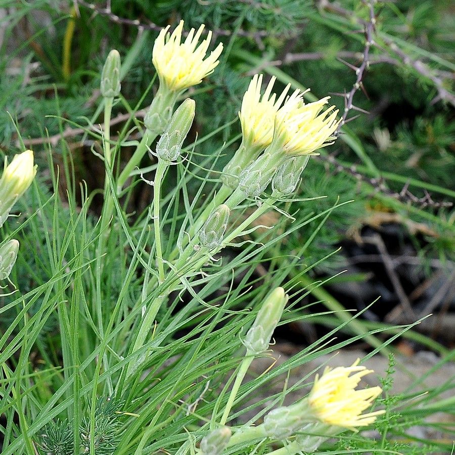 Scorzonera graminifolia leaf