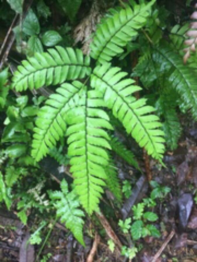 Adiantum latifolium