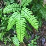 Adiantum latifolium