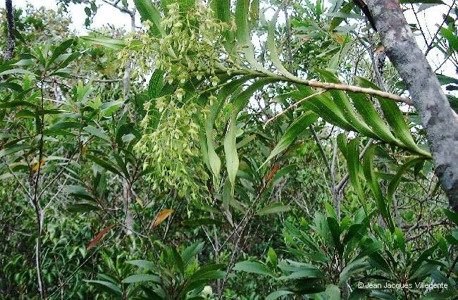 Dendrobium vandifolium habit
