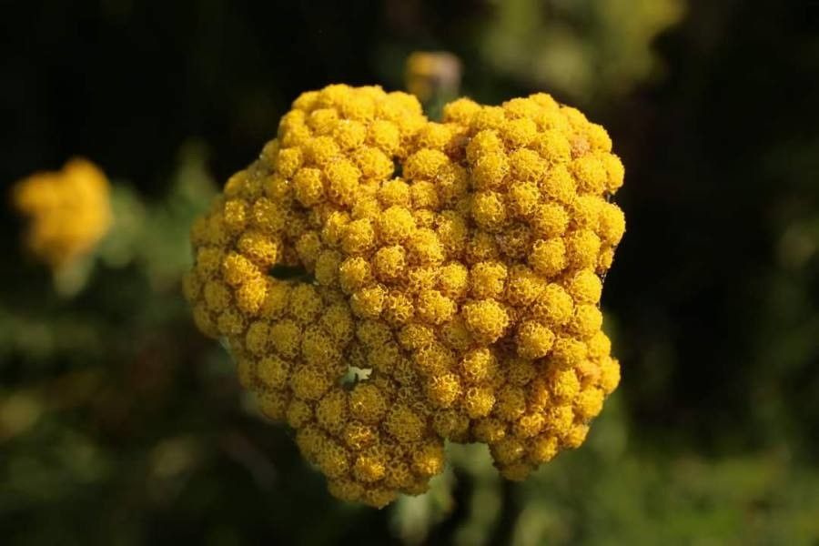 Achillea thracica flower