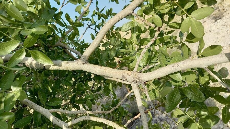 Pistacia khinjuk bark
