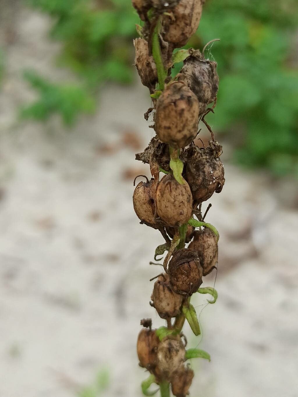 Pedicularis ascendens fruit