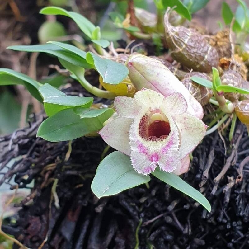 Dendrobium hekouense — houseplant care guide