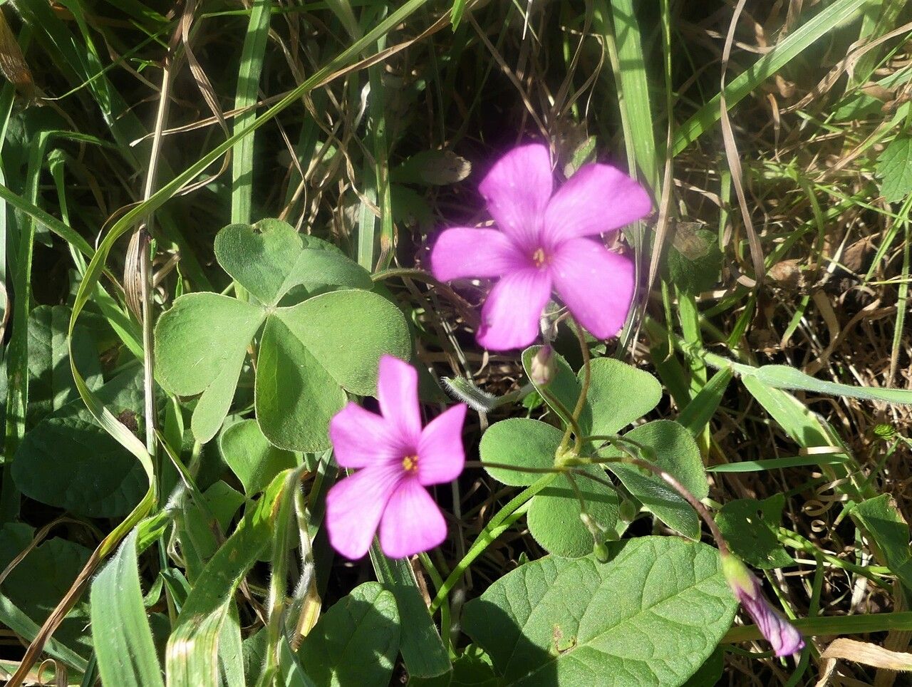 Oxalis articulata flower