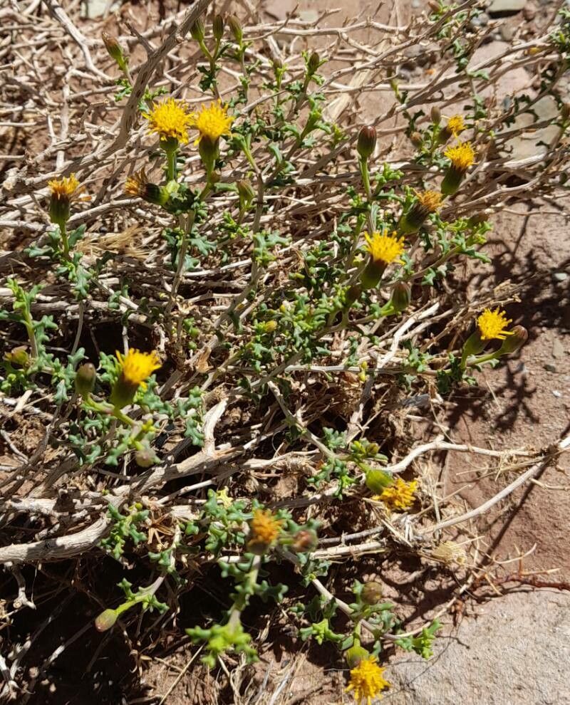 Senecio viridis habit