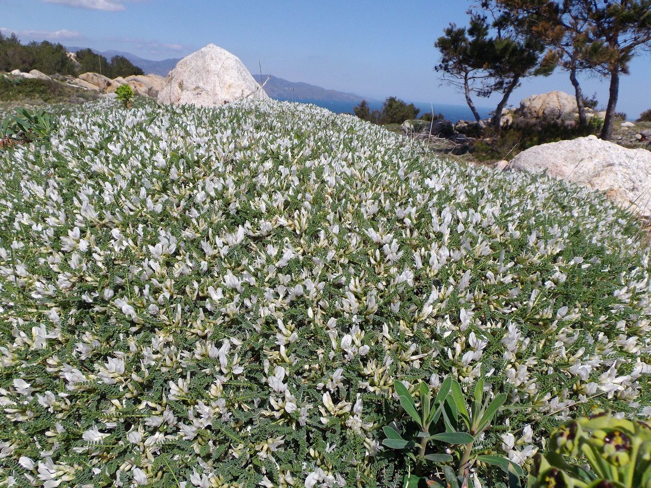 Astragalus genargenteus habit