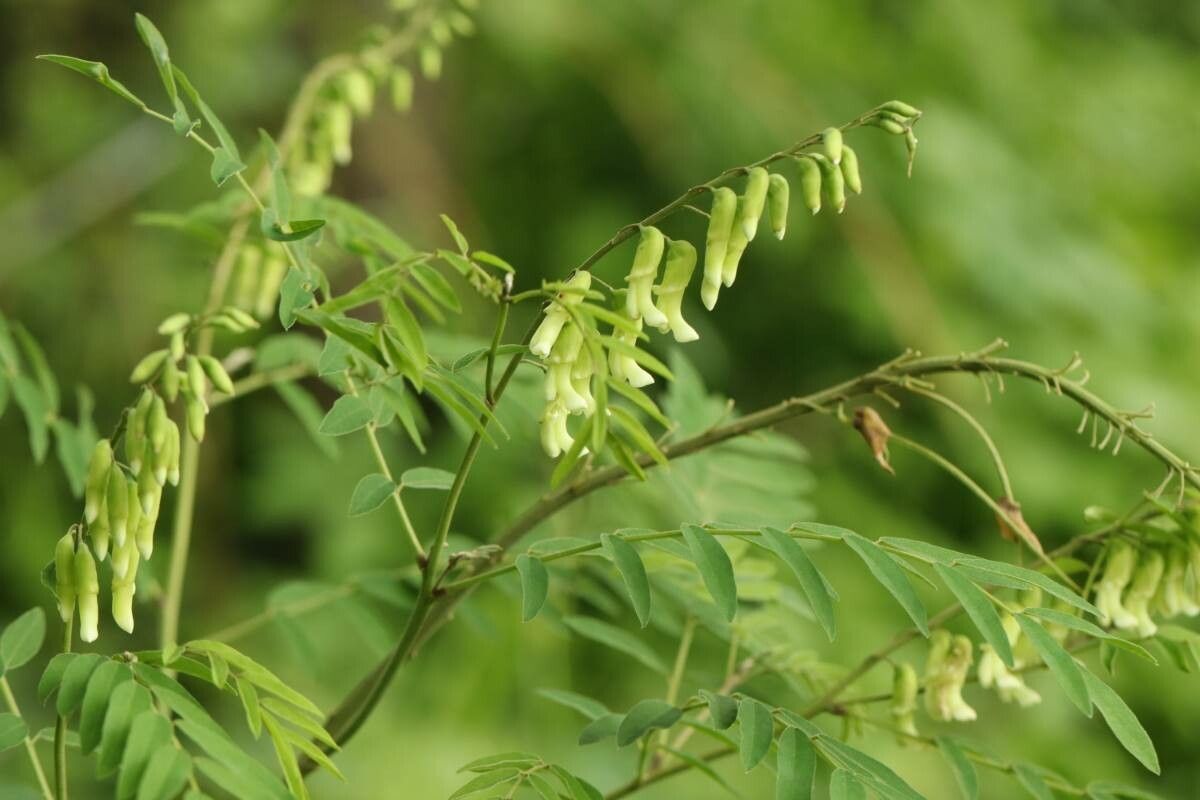 Sophora flavescens flower