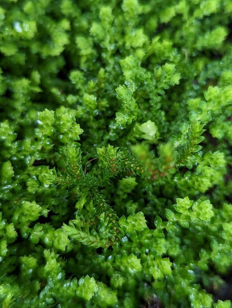Selaginella denticulata fruit