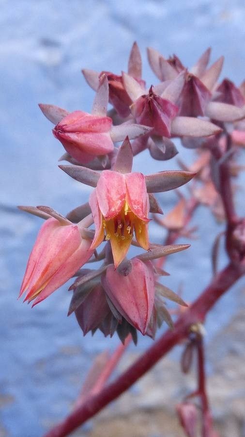 Echeveria gigantea flower