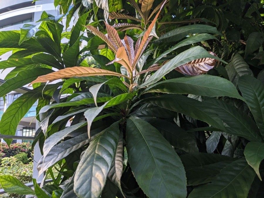 Gustavia superba — search result for 'Lotus'