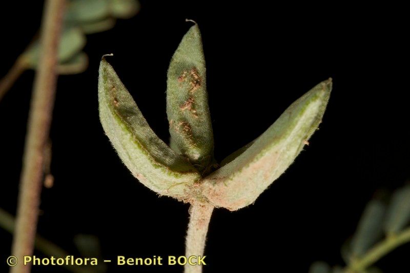Astragalus oxyglottis fruit