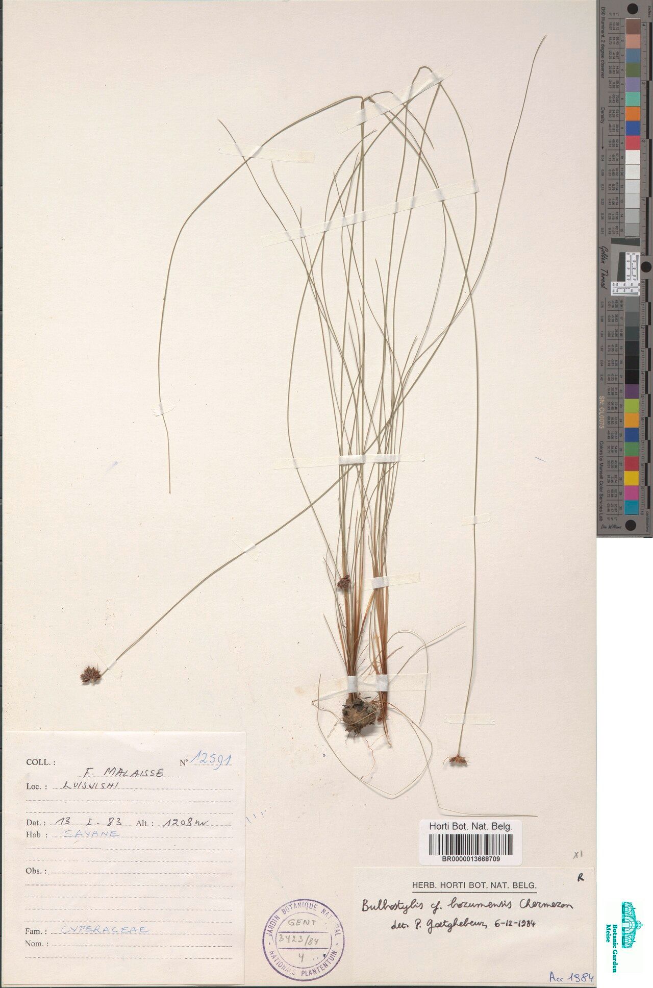 Bulbostylis bozumensis — houseplant care guide