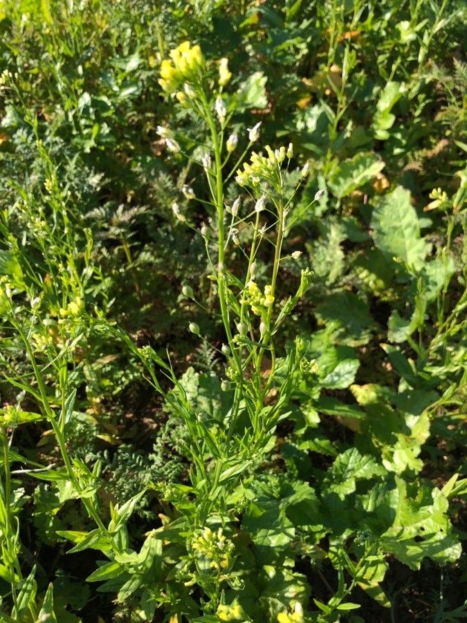 Camelina sativa leaf
