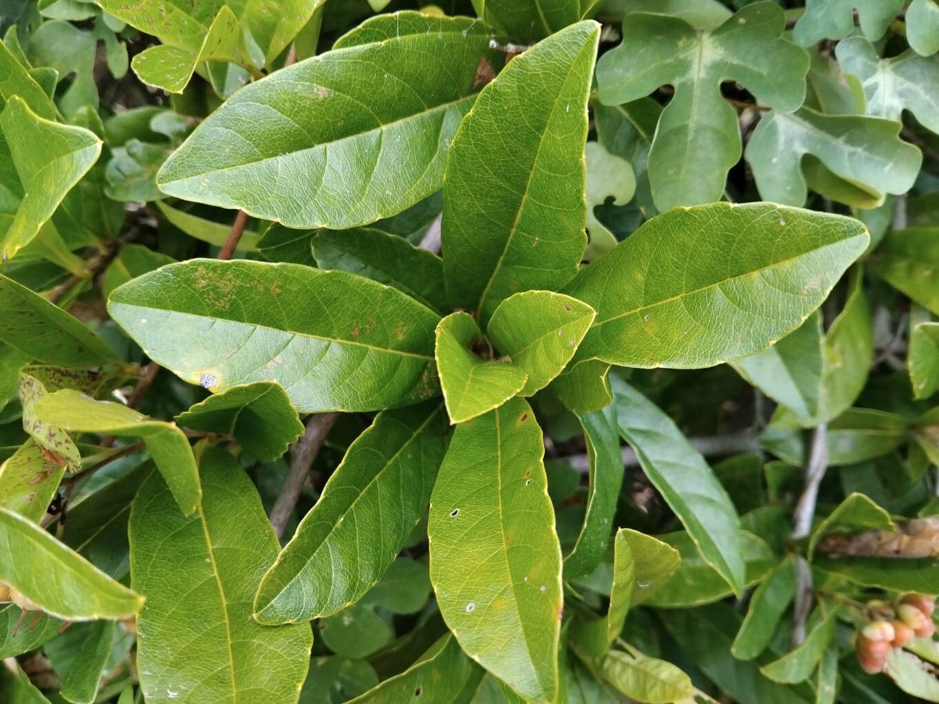 Tetracera rutenbergii leaf