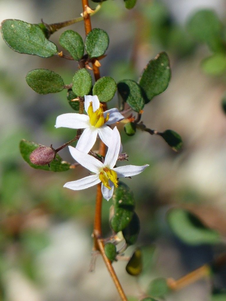 Solanum vaccinioides flower