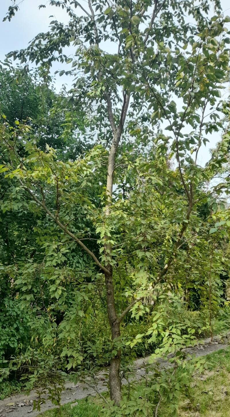 Carpinus henryana habit