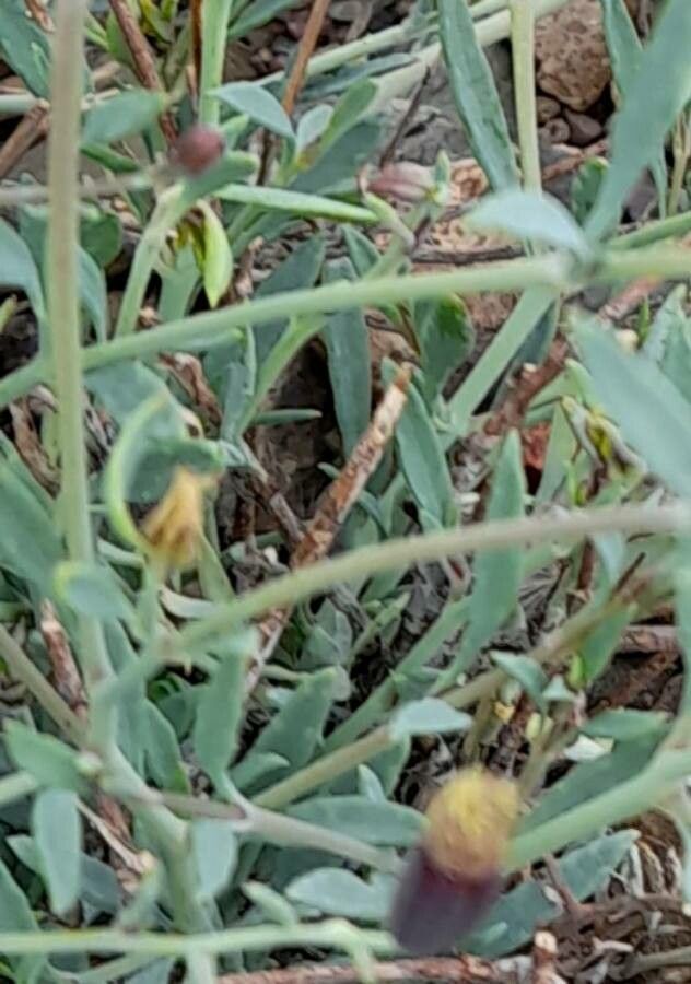 Porophyllum obscurum — related species from the same genus