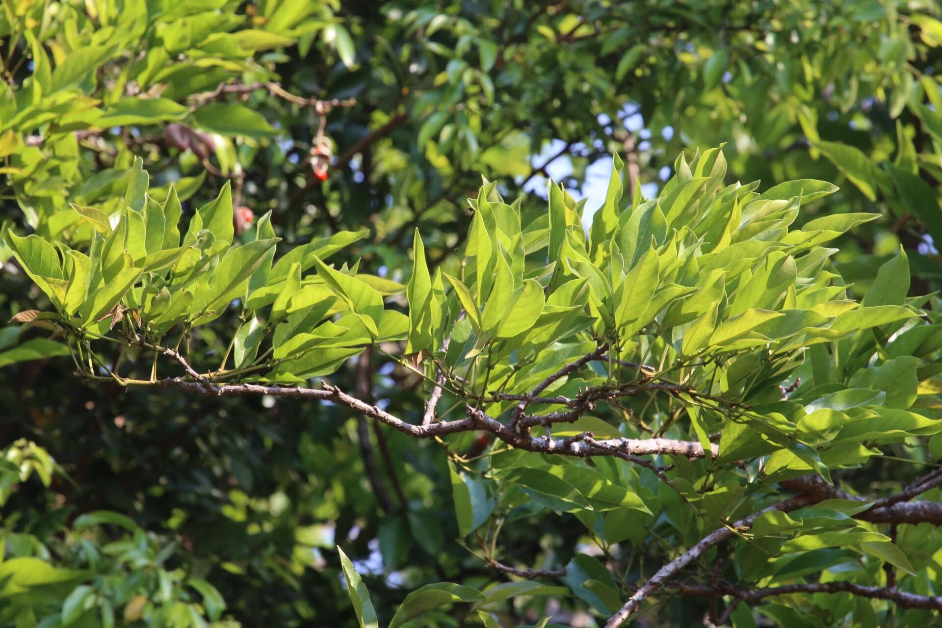 Erythrina excelsa — houseplant care guide