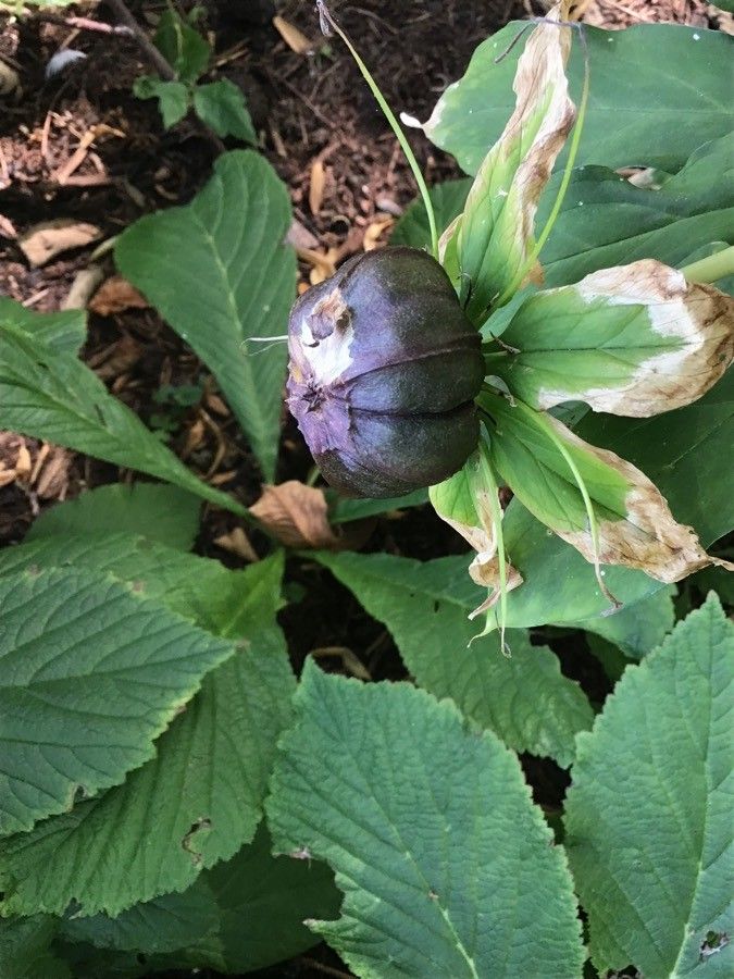 Paris polyphylla fruit