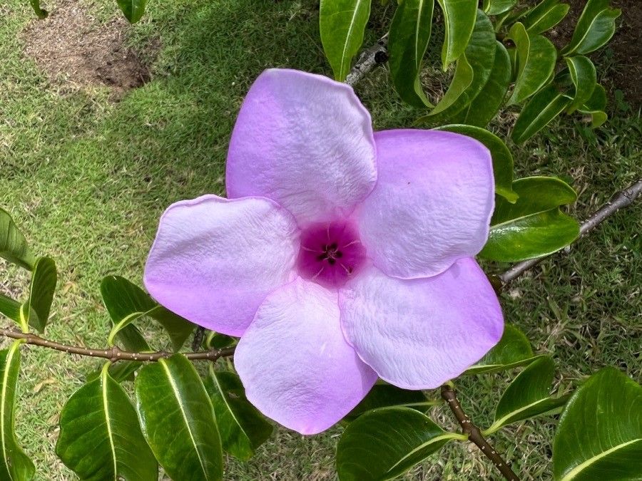 Cryptostegia madagascariensis flower