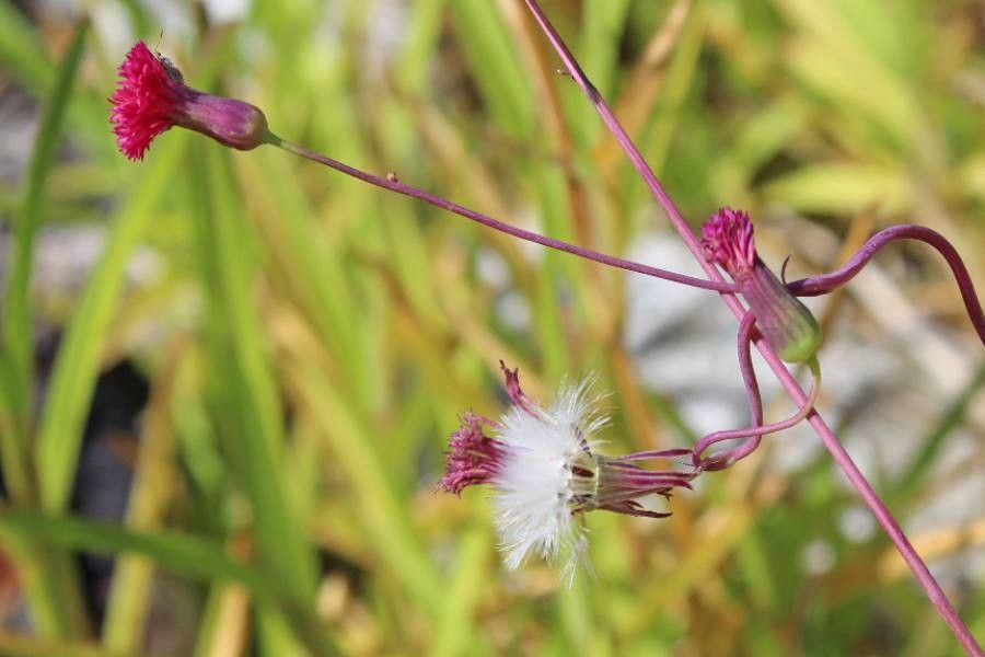 Emilia fosbergii fruit