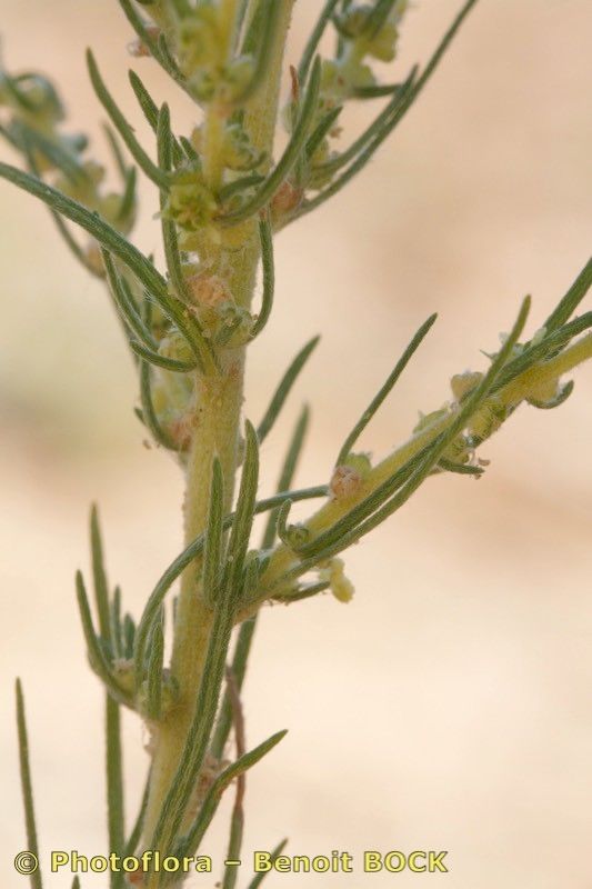 Bassia laniflora bark