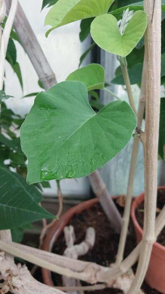 Stictocardia beraviensis — related species from the same genus