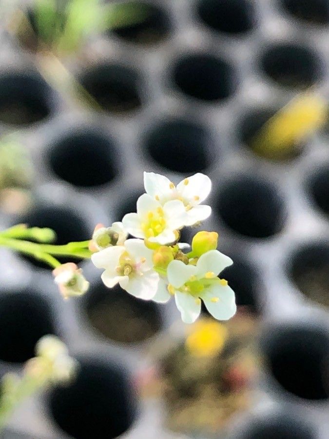 Crambe hispanica flower