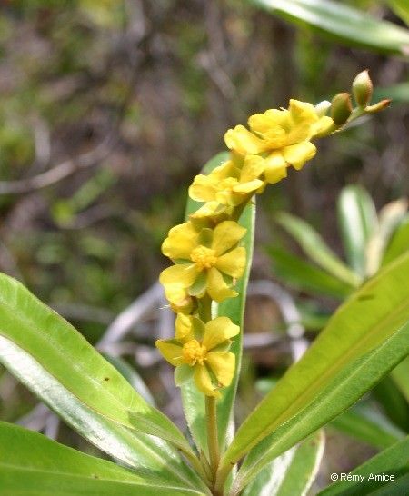 Hibbertia ebracteata — houseplant care guide