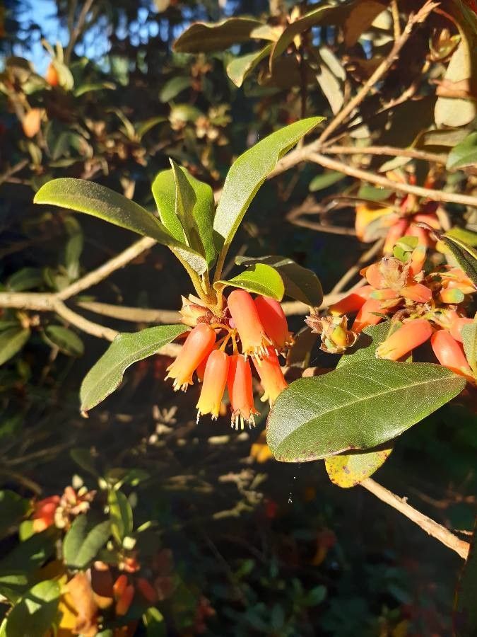 Rhododendron keysii flower