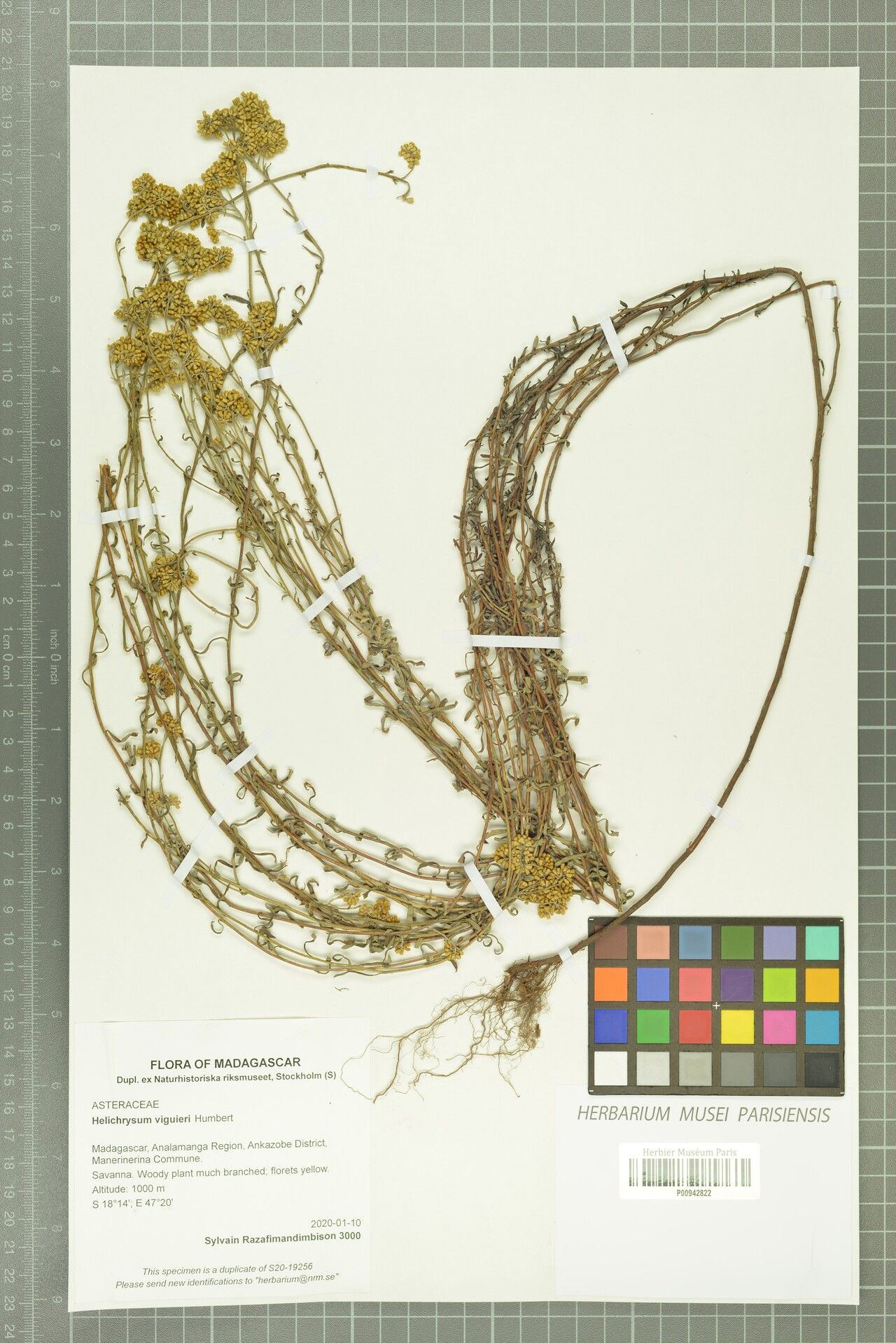 Helichrysum viguieri — houseplant care guide