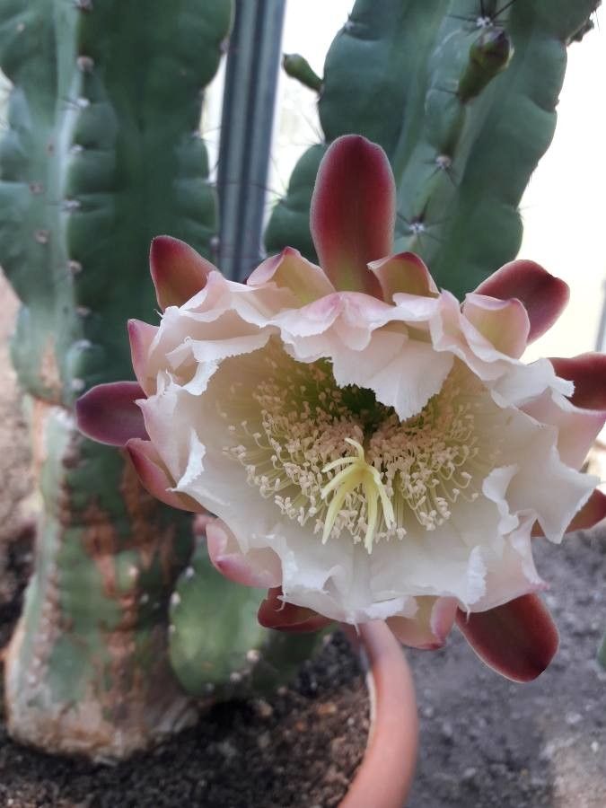 Cereus stenogonus flower