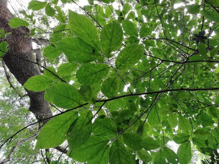 Sapranthus palanga — search result for 'Annonaceae'